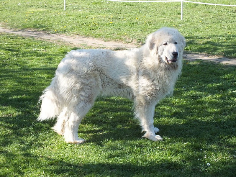 Lexi Le Roi Du Mont
